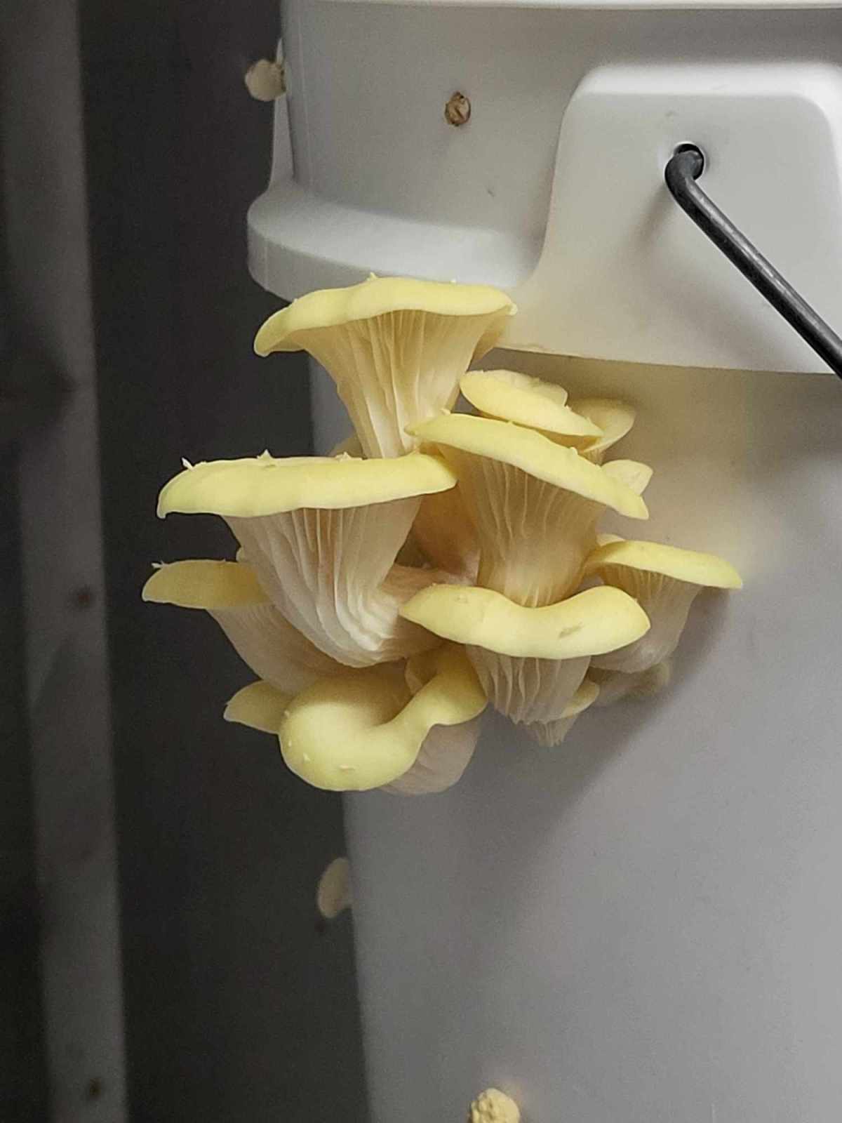 Yellow oyster mushrooms growing from a reusable container at Bellarine Fungi.